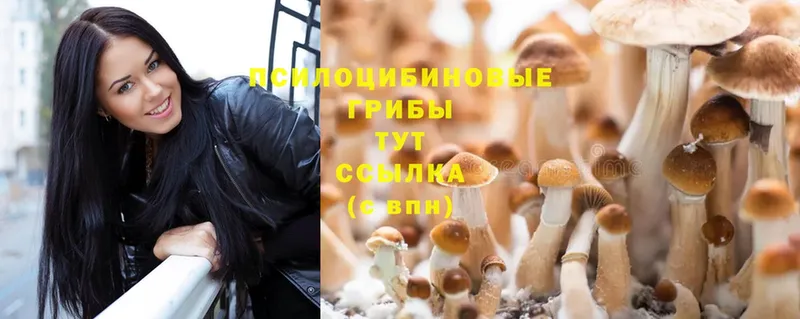 где можно купить наркотик  Калач-на-Дону  Псилоцибиновые грибы Cubensis 